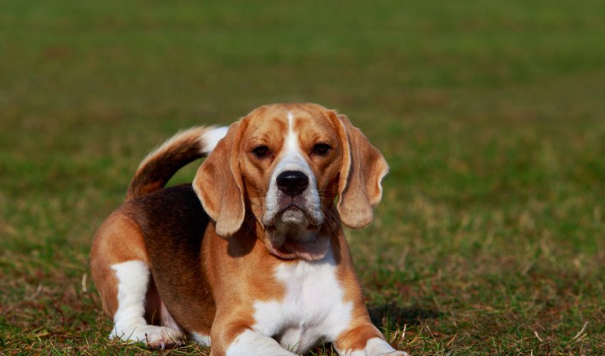 The Ultimate Guide to Caring for an Argentine Pila Puppy: Dos and Don’ts You Need to Know